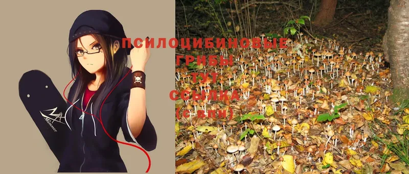 Галлюциногенные грибы Psilocybe Дмитриев